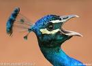 Indian Peafowl Photos, Indian Peafowl Images | NaturePhoto-