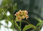 Hoya collinia