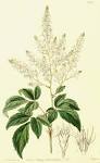 <b>Saxifragaceae</b> Juss.