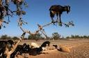 why goats climb