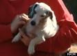 s-BLIND-DOG-SAVES-FAMILY-large ...