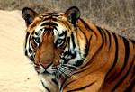 Wine and the City: China allowing sale of illegal tiger bone wine