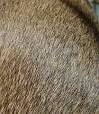 Coat (dog) - Wikipedia, the free encyclopedia