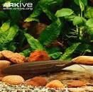 ARKive - Airsac catfish videos, photos and facts - Heteropneustes ...
