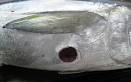 FLMNH Ichthyology Department: Cookiecutter Shark