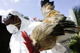 Idoso de 83 anos &eacute; oitava v&iacute;tima morta pelo v&iacute;rus H7N9 na China ...