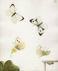 Nhà nàng ở cạnh nhà tôi. (Cuộc chiến giữa Nhíp và Quần Đùi Hoa)Chap36,...,cuoi - GocEva.Wap.Sh