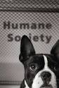 Humane society historically was agent of the state