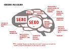 Busco un libro, pero no sé el... » Cerebro masculino