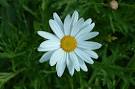 Marguerite Daisy flower