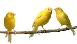 Feeding