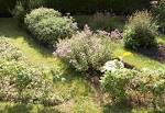 File:Domestic herbal patch rectangularpattern.JPG - Wikipedia, the ...