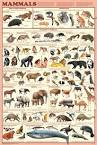 Mammal Orders poster shows 98 species.