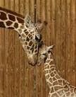 ZooBorns: Giraffe