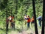MSU Extension Forestry