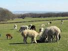 The pregnant females in the foreground are eating supplements from a trough. - via Daymix