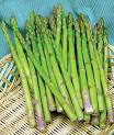How to Grow Asparagus - Vegetable Seeds and Plants, Gardening Tips ...