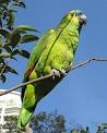 Blue-fronted Amazon - Wikipedia, the free encyclopedia