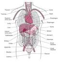 Caldwell's Blog: abdomen organs diagram