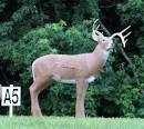 3D Archery Tournaments