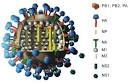 Structure of an <b>influenza</b> A