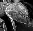 Electron microscope - Wikipedia, the free encyclopedia