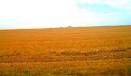 Red Earth & Cotton Texas Panhandle 