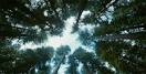 Scene from "The Tree of Life"