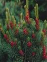 Siberian Pine - Bread Tree