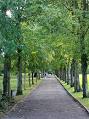 Avenue (landscape) - Wikipedia, the free encyclopedia