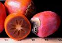 Chocolate Persimmon Tree - smart reviews on cool stuff.