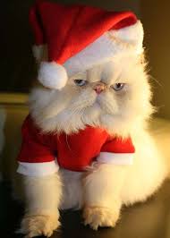 gattino natale
