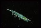 File:Euphausia superba.jpg - Wikipedia, the free encyclopedia