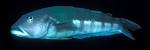 File:Parapercis colias (Blue cod).jpg - Wikipedia, the free ...