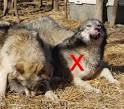Wolf Ethology, a pictorial study on Wolf behaviour – by Maria Ferguson