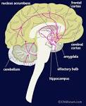 CNSforum | GABA pathways in a normal brain