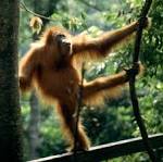 Sumatran Orangutan - Mammalia Reference Library - redOrbit