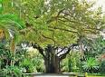 Coconut Grove - Wikipedia, the free encyclopedia