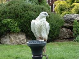 معلــــومــات عــن صـــــقر ((الجـــــير