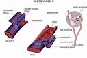 Blood disorders - symptoms, causes, diagnosis and treatment by ...