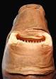 180px-Cookiecutter_shark_head2.jpg