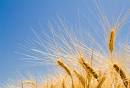 Gluten-Free Diet Slideshow: Popular Gluten-Free Foods