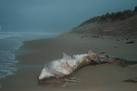 A Basking Shark meets its fate. With the strong northerly winds it was - via Daymix