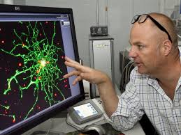 Kit Parker uncovers mechanics of traumatic brain injury | Harvard ... - AX027_580F_9