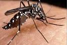 Reach Beyond Your Limits: Dengue Alert