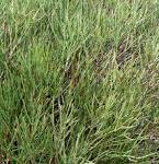File:<b>Ephedra</b> andina 1.jpg