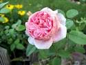 Cottage Rose: David Austin Rose