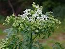 <b>Conium</b> maculatum