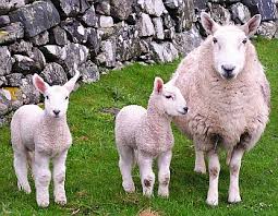 sheep
