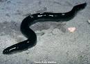 Fish ID: Eels and Eel-like Bottom Dwellers: Stellwagen Bank ...